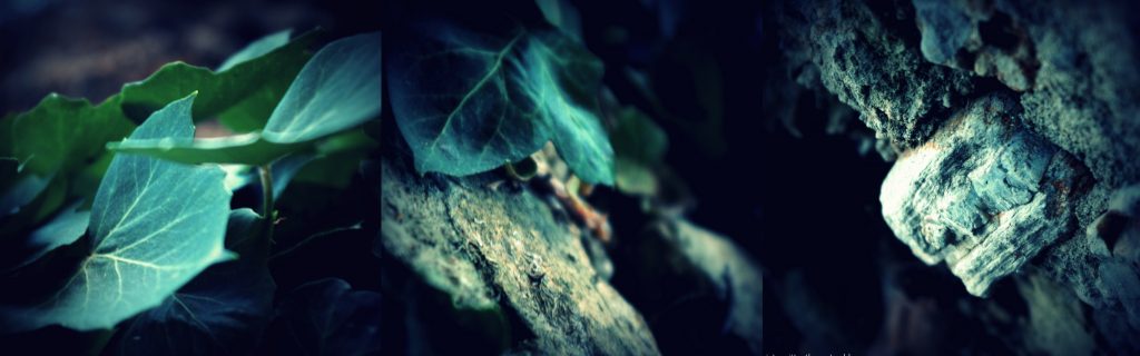 Color image of ivy leaves and stone.